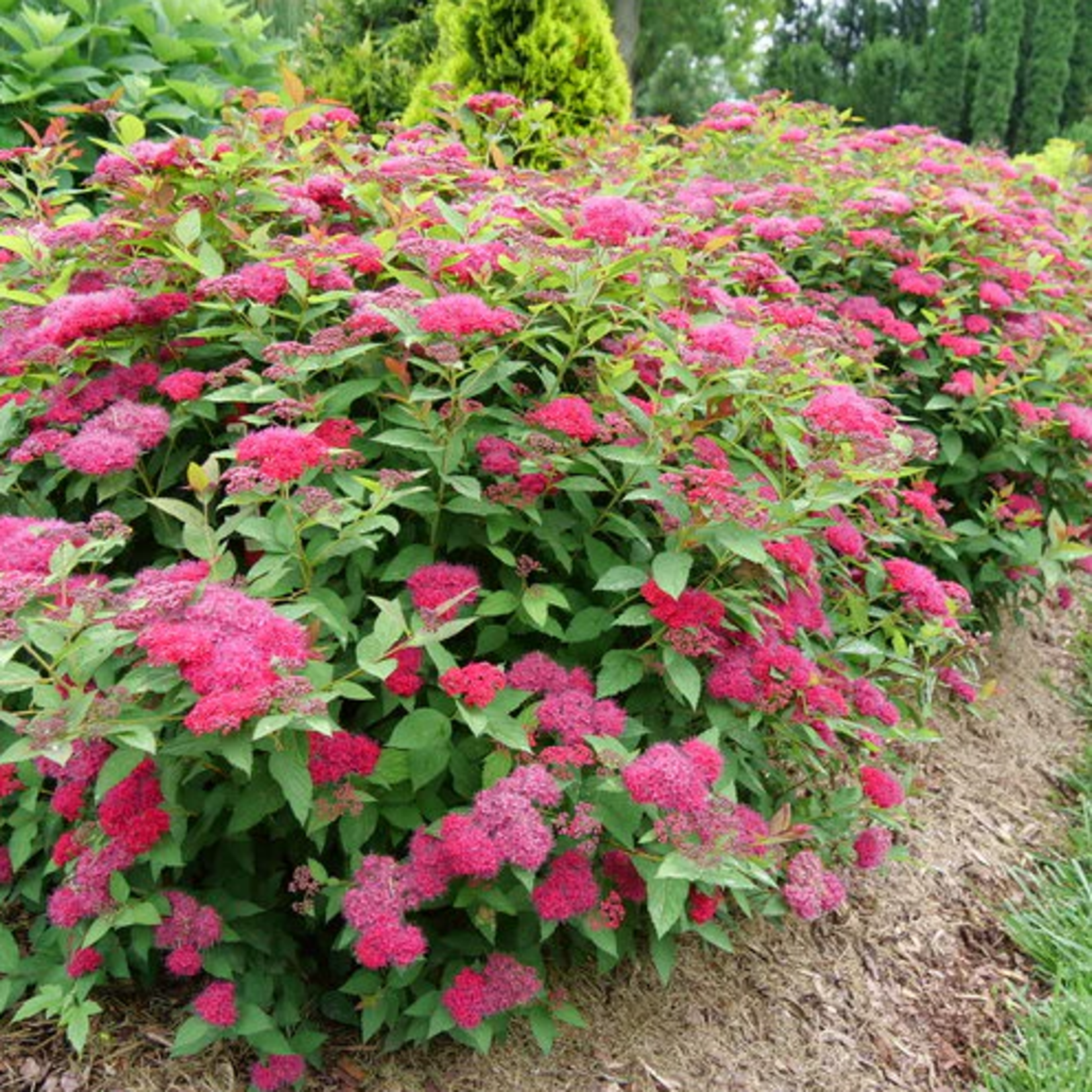 Spirea Double Play Doozie PW 2 gal
