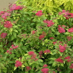Spirea Double Play Red 2 Gal
