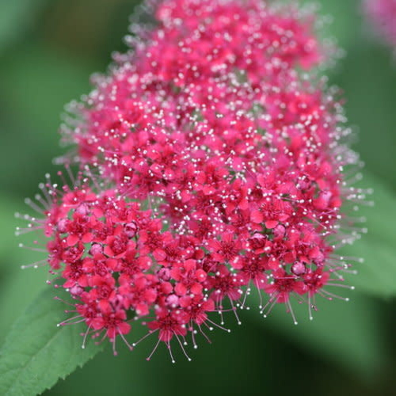 Spirea Double Play Red 2 Gal