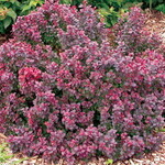 Barberry Concorde
