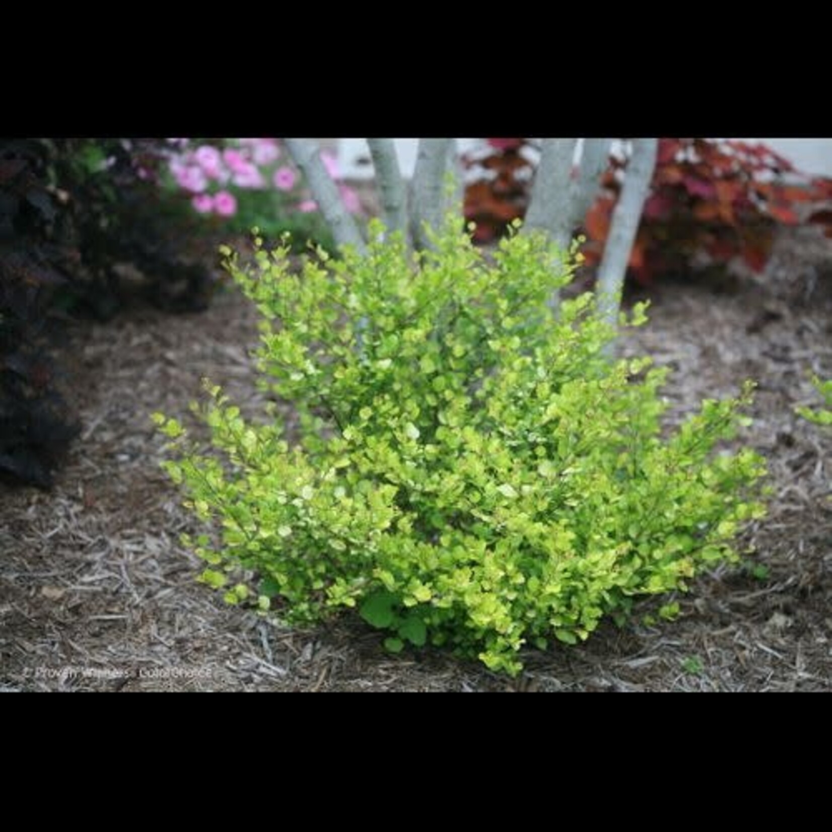 Dwf Birch Cesky Gold 2gal