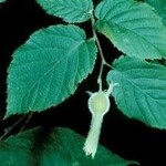 Beaked Hazelnut