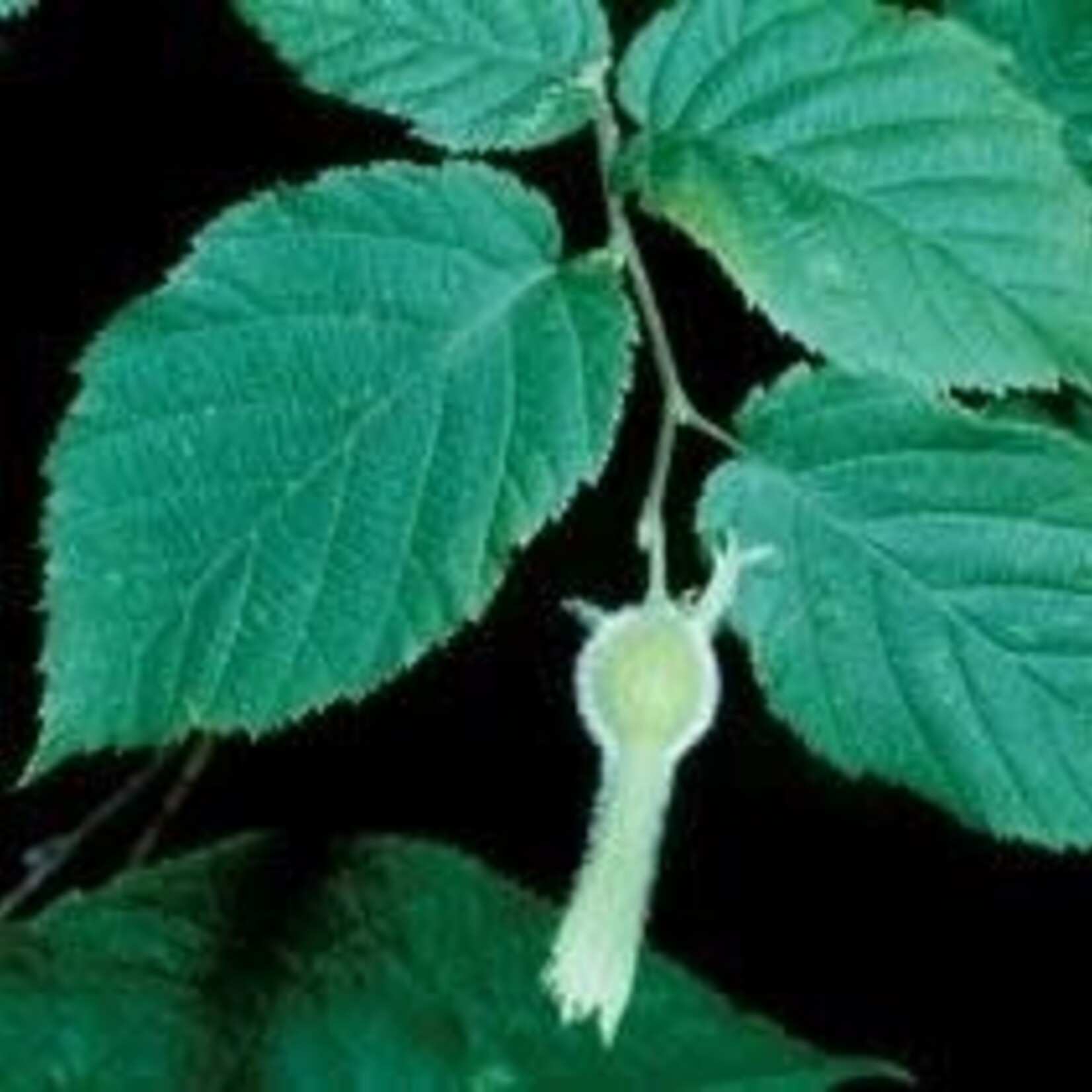 Beaked Hazelnut 5gal