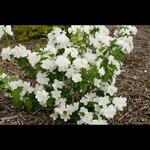 Mock Orange Snow White Fantasy