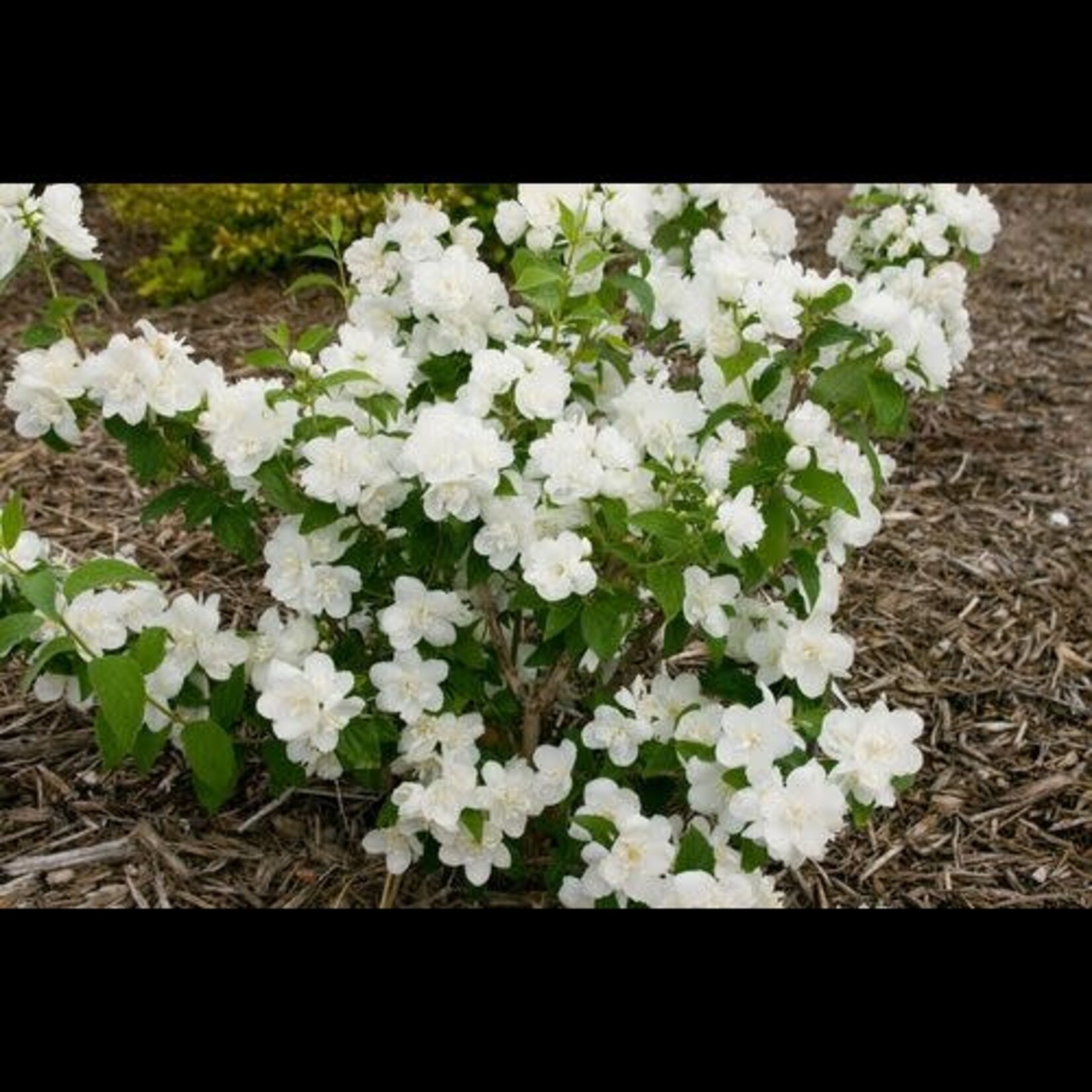 Mock Orange Snow White Fantasy 2 gal