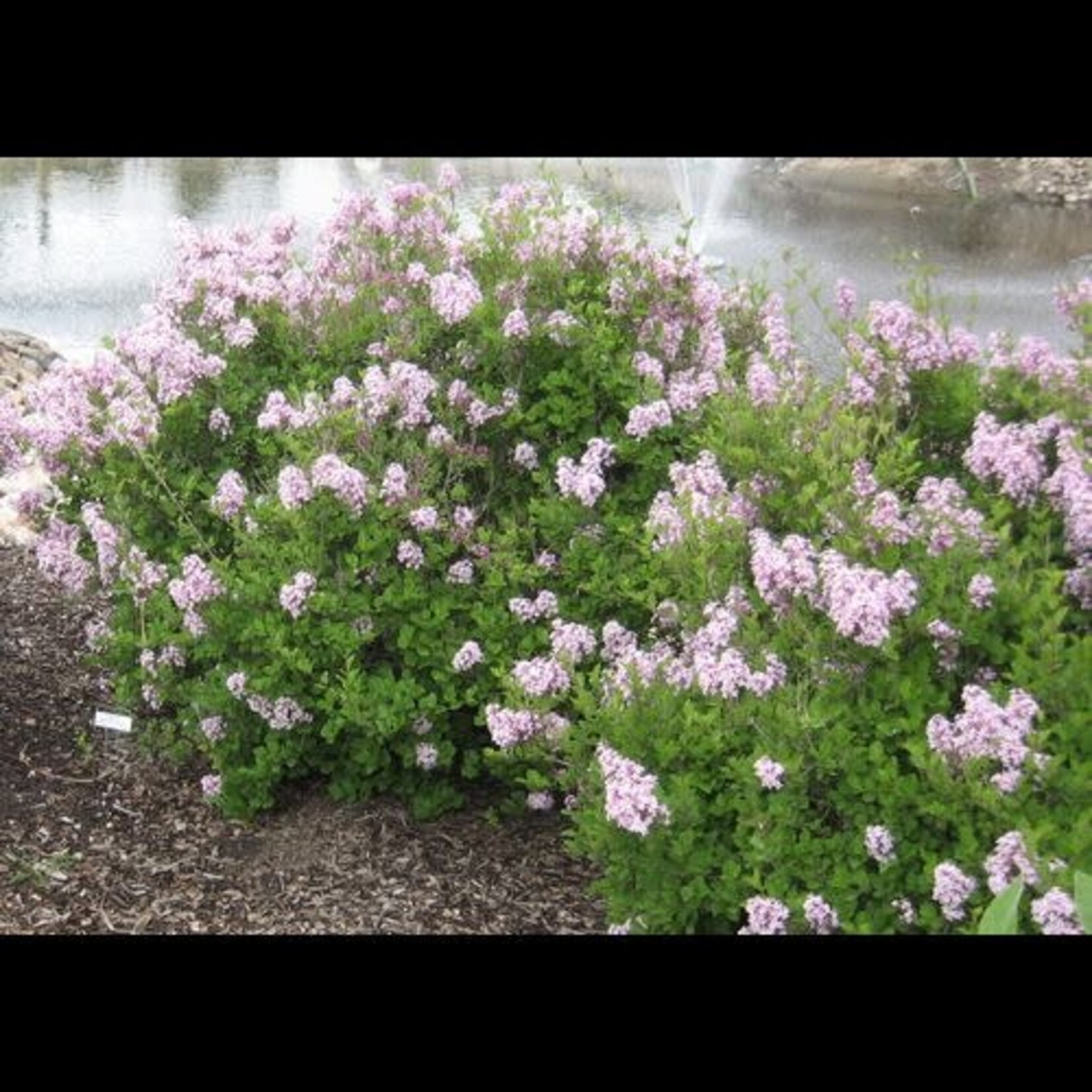 Lilac Dwarf Korean