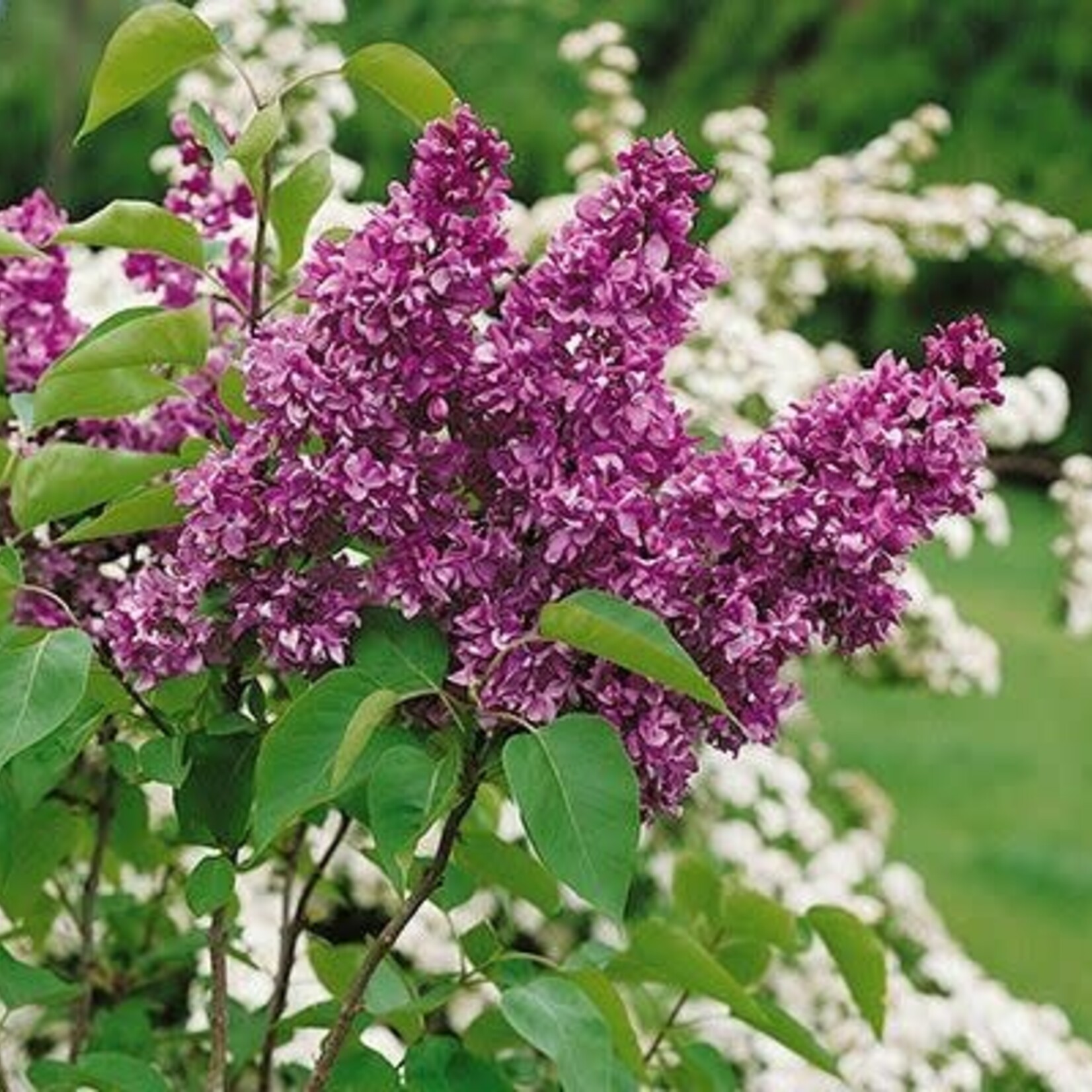Lilac Yankee Doodle 2 Gal