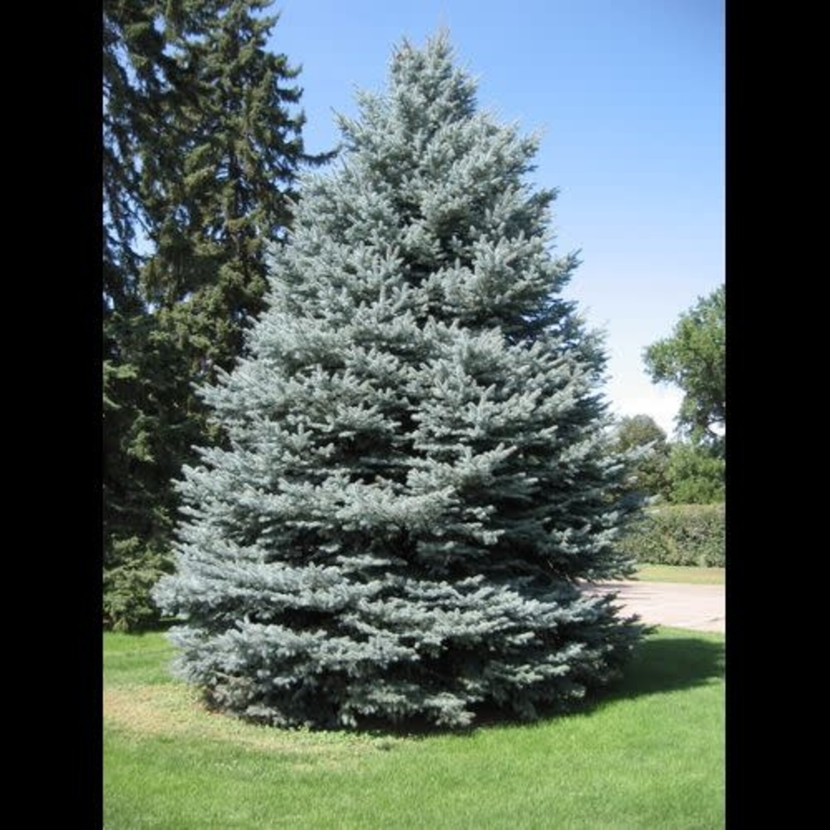 Spruce Colorado 15 gal