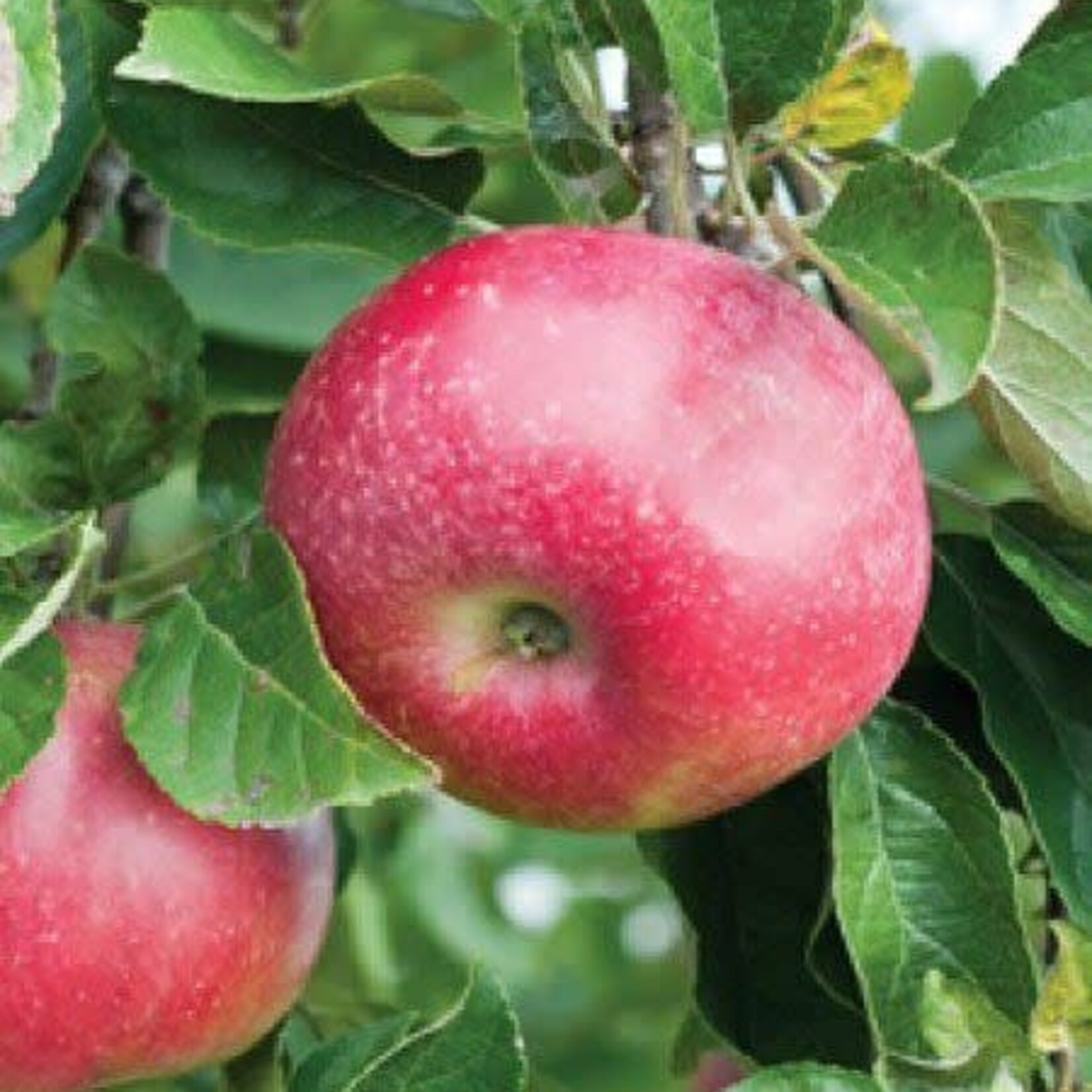 Apple Hardi-Mac 10gal