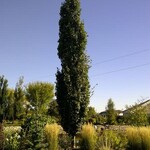 Swedish Columnar Aspen