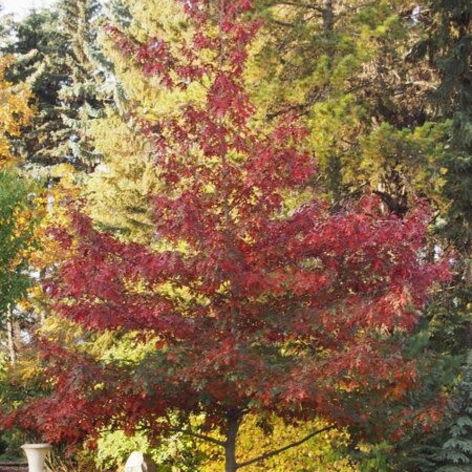 Oak Majestic Skies North Pin 10 Gal