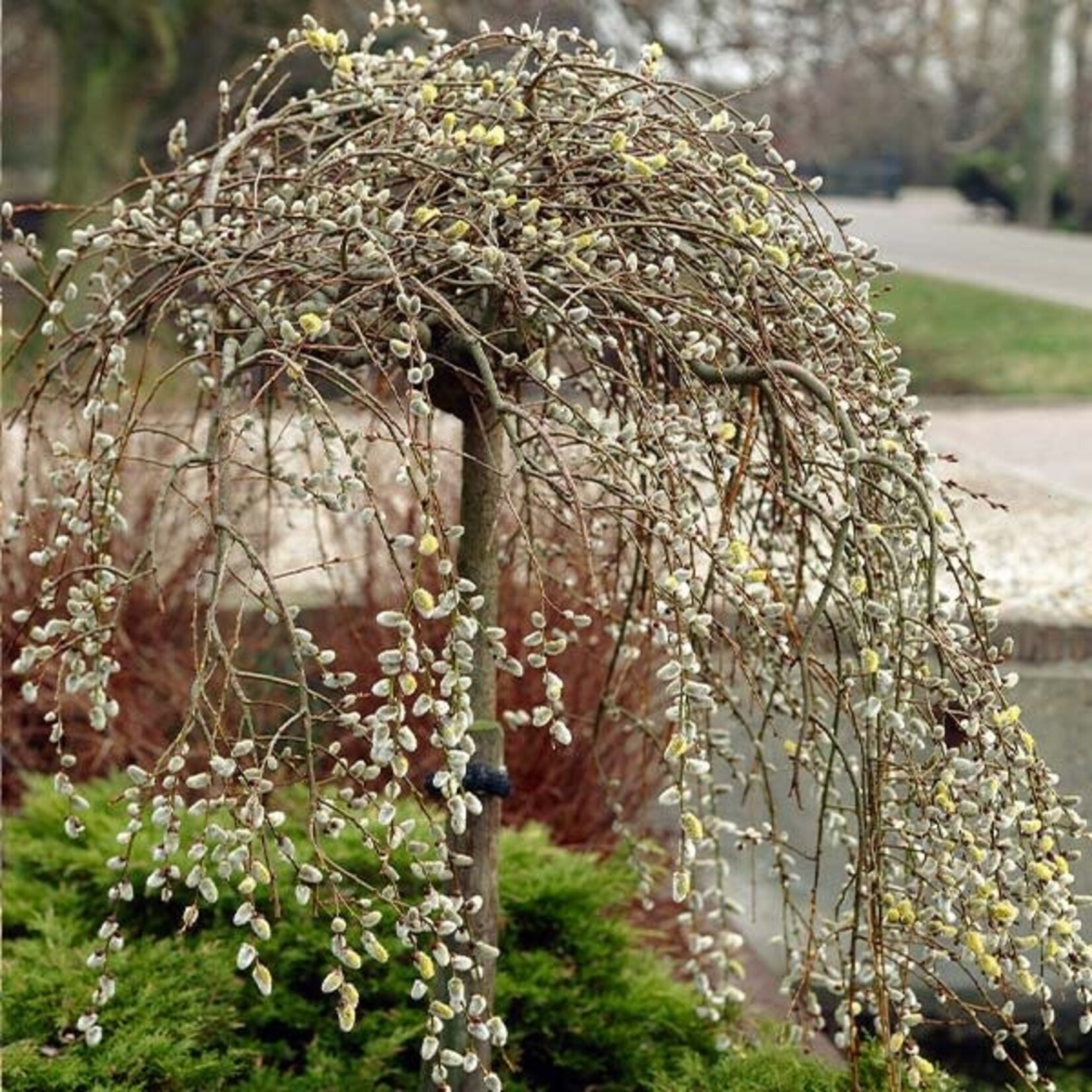 Weeping Pussy Willow 5 Gal Std