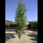 Birch Dakota Pinnacle