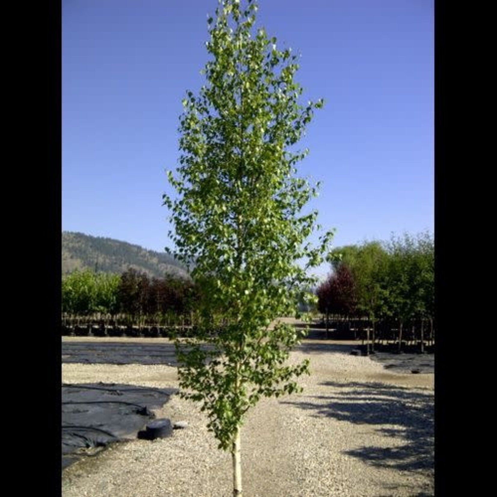 Birch Dakota Pinnacle 2gal