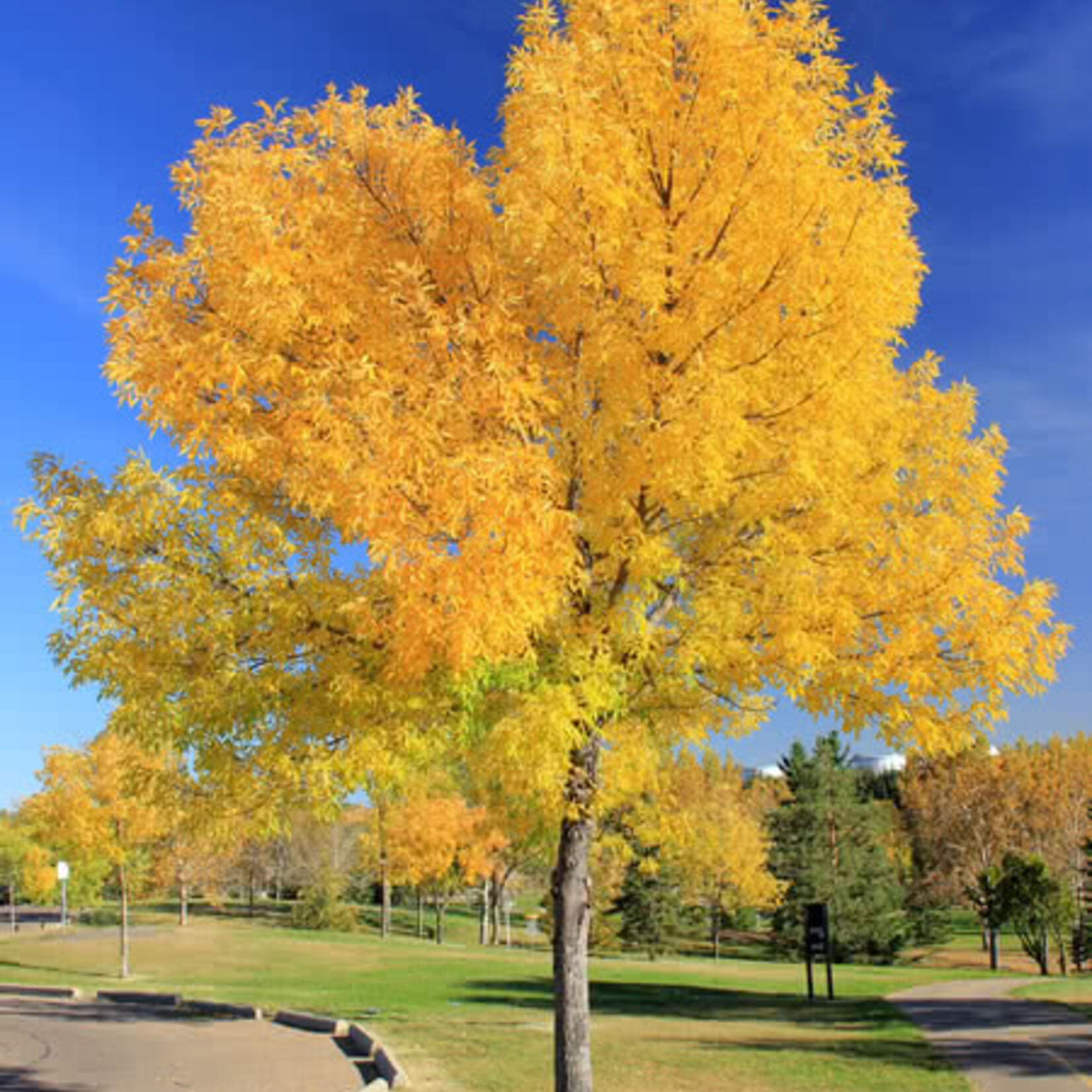 Green Ash 2 gal