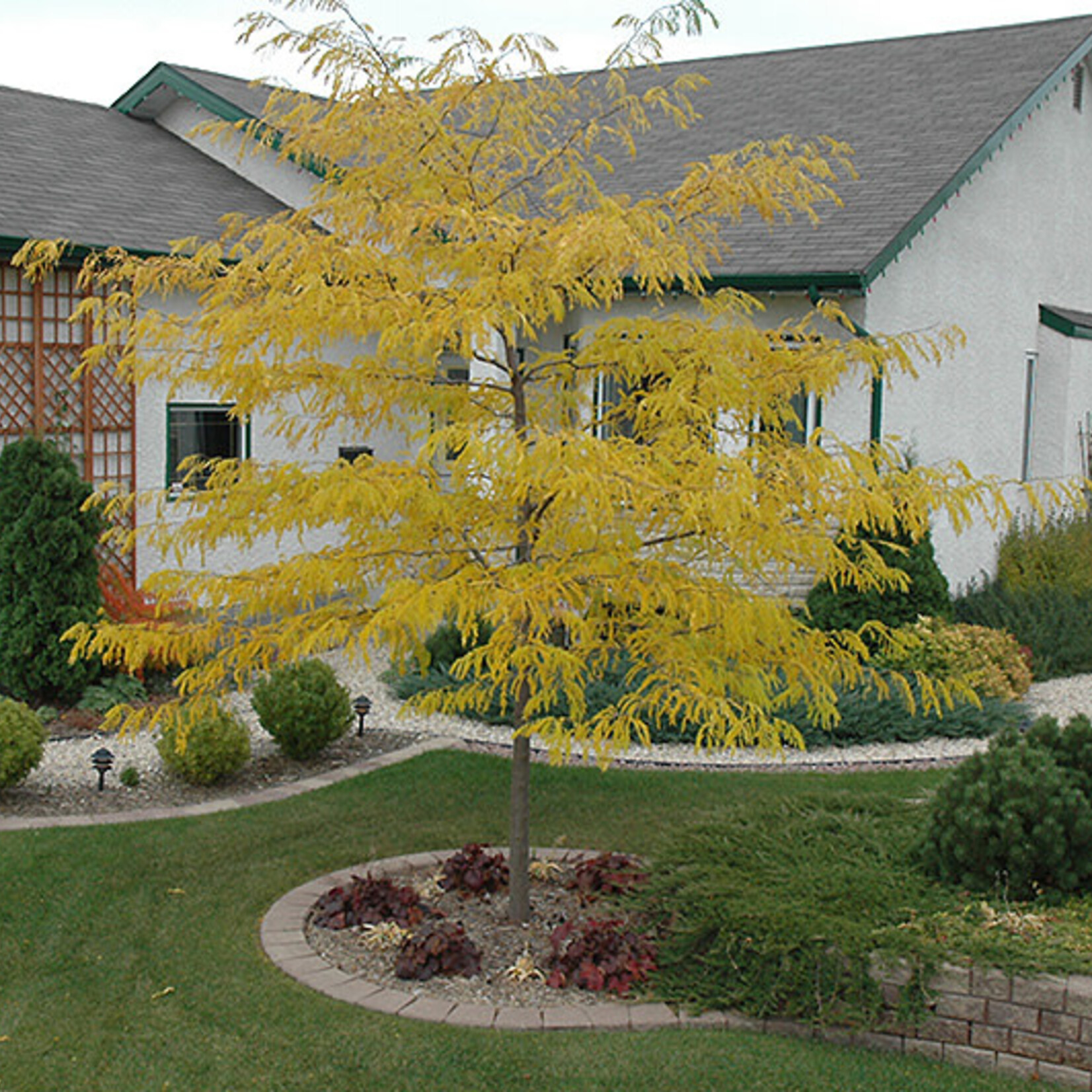 Honeylocust Prairie Silk 15gal