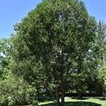 Willow Golden Advance