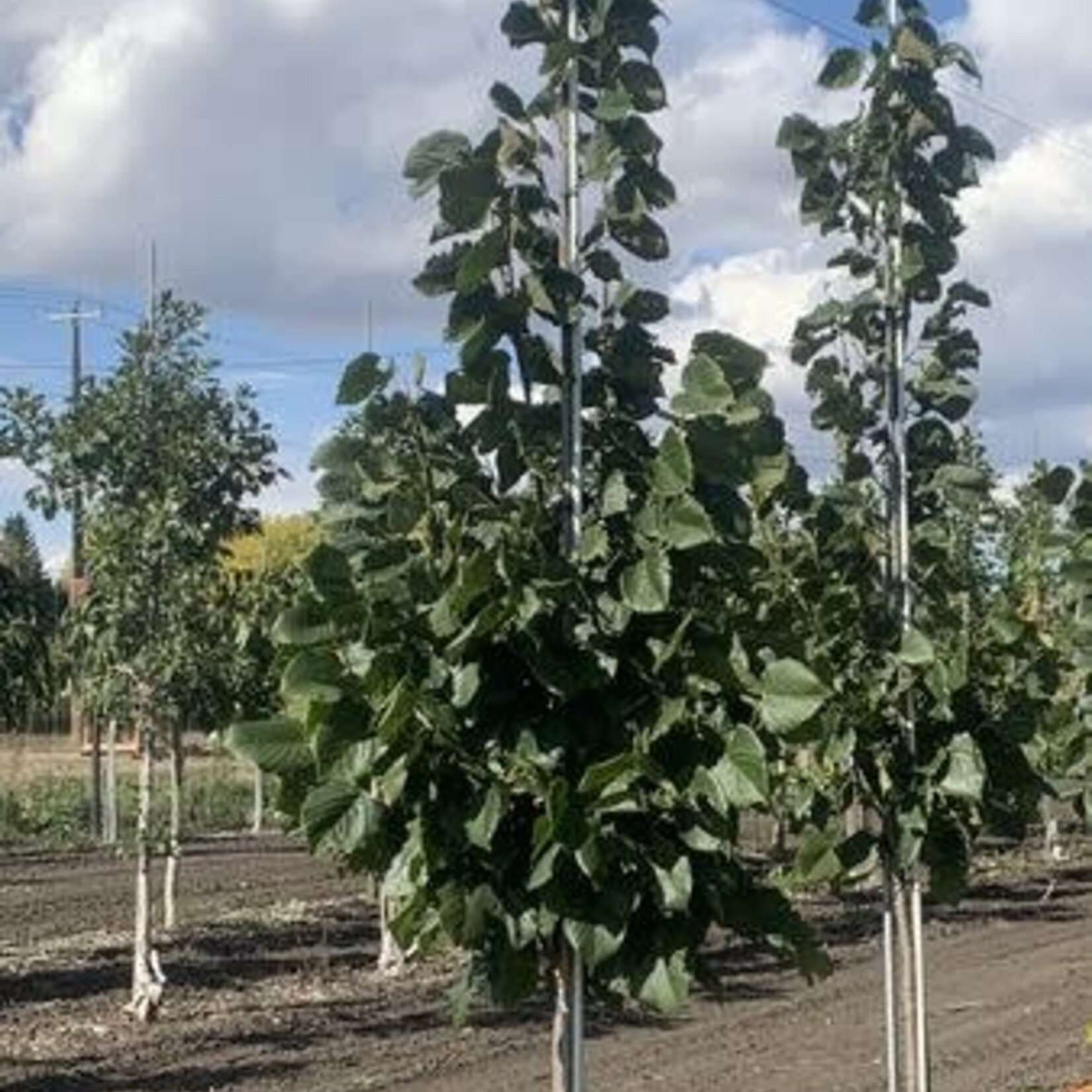Linden Curb Appeal 10 Gal