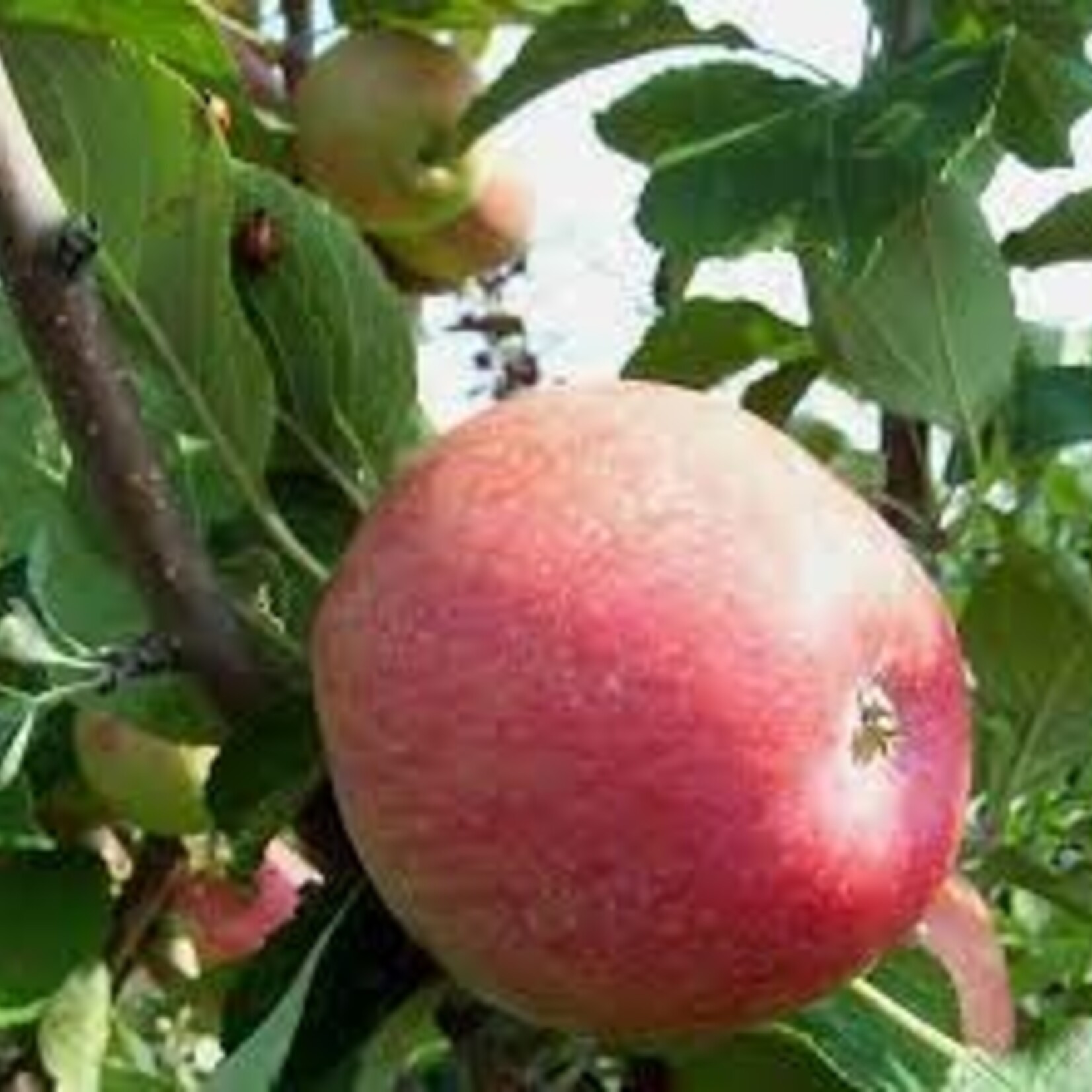 Apple Dwarf Gemini 5-6ft Fibre Pot