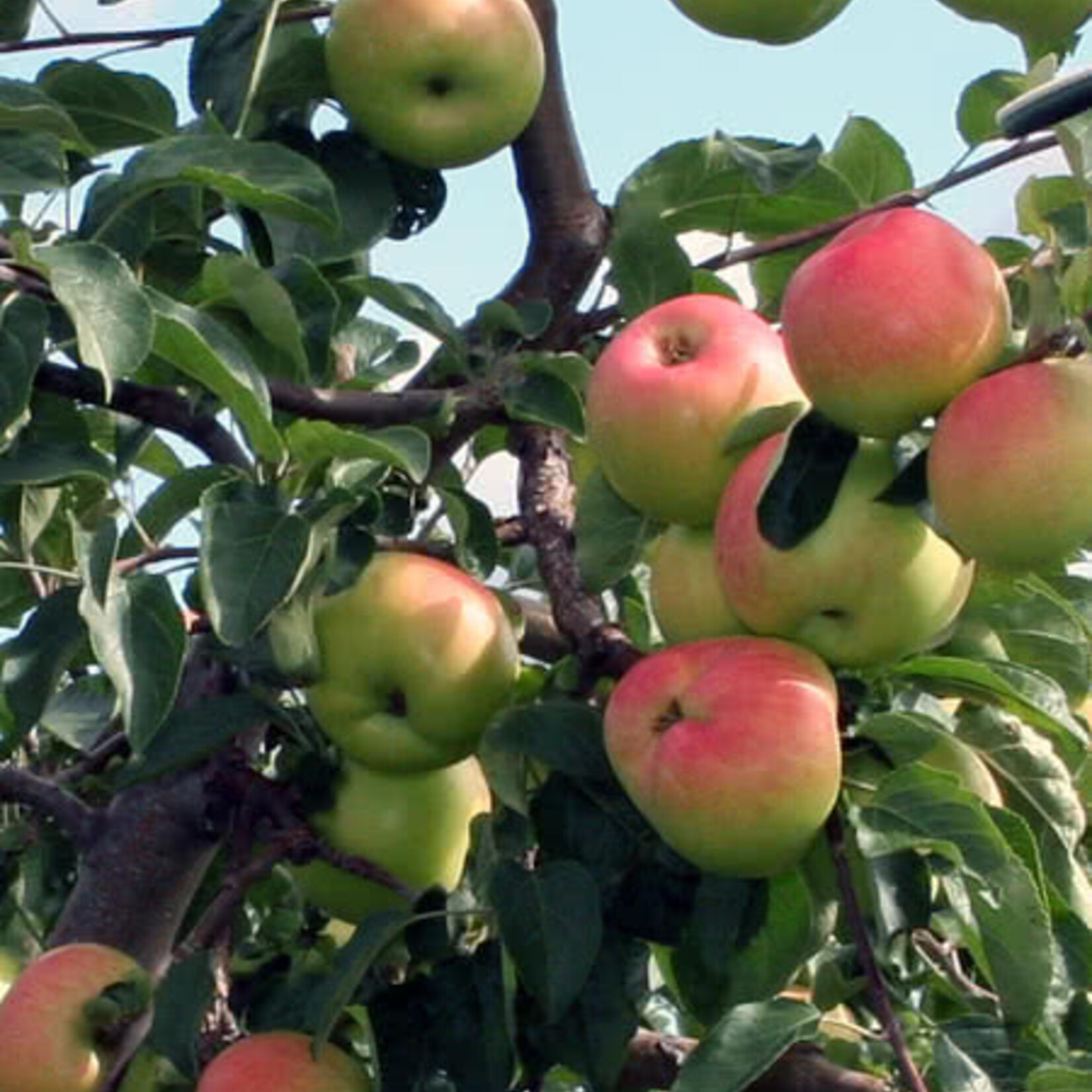 Apple Prairie Sensation 5-6ft FP