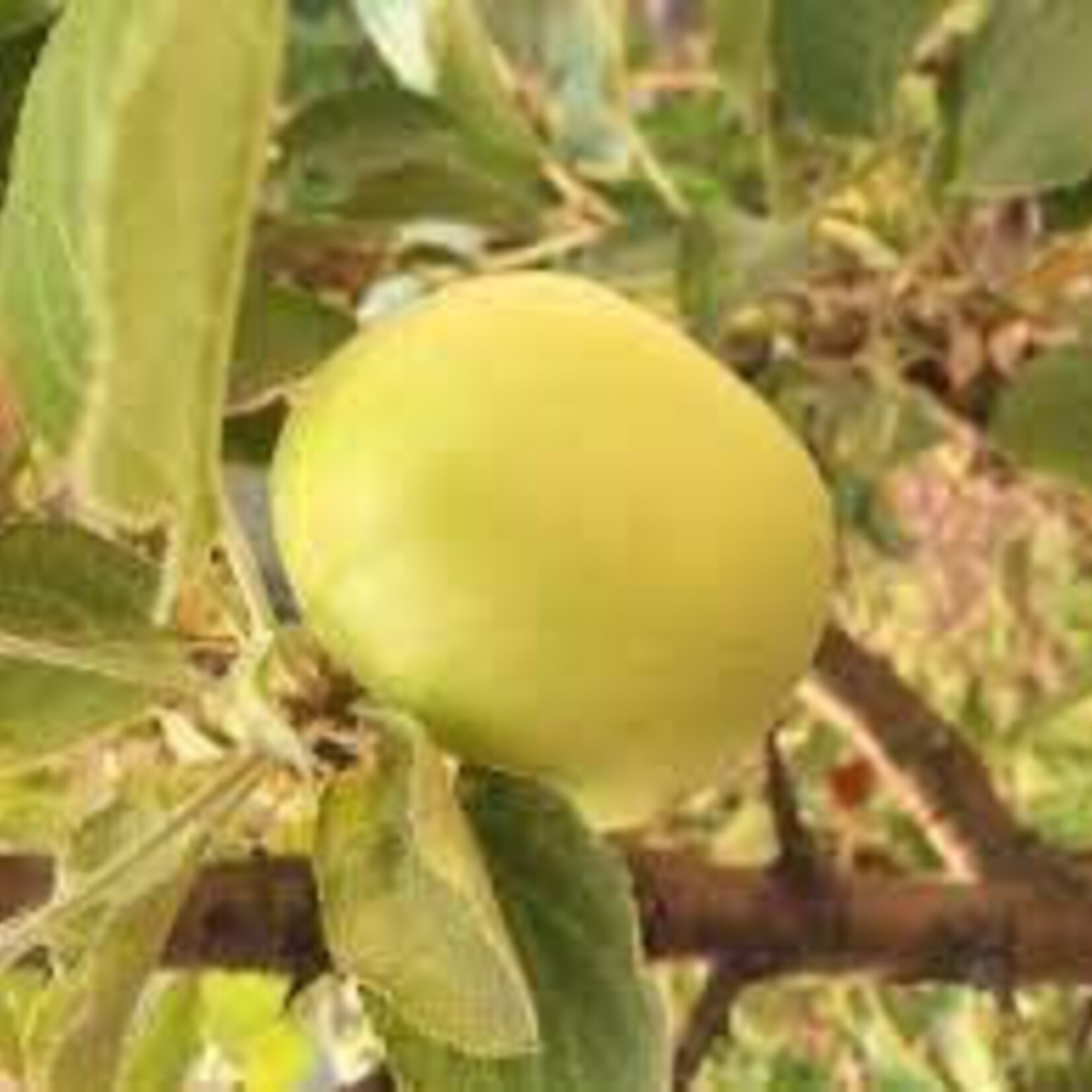 Apple Strathcona Gold