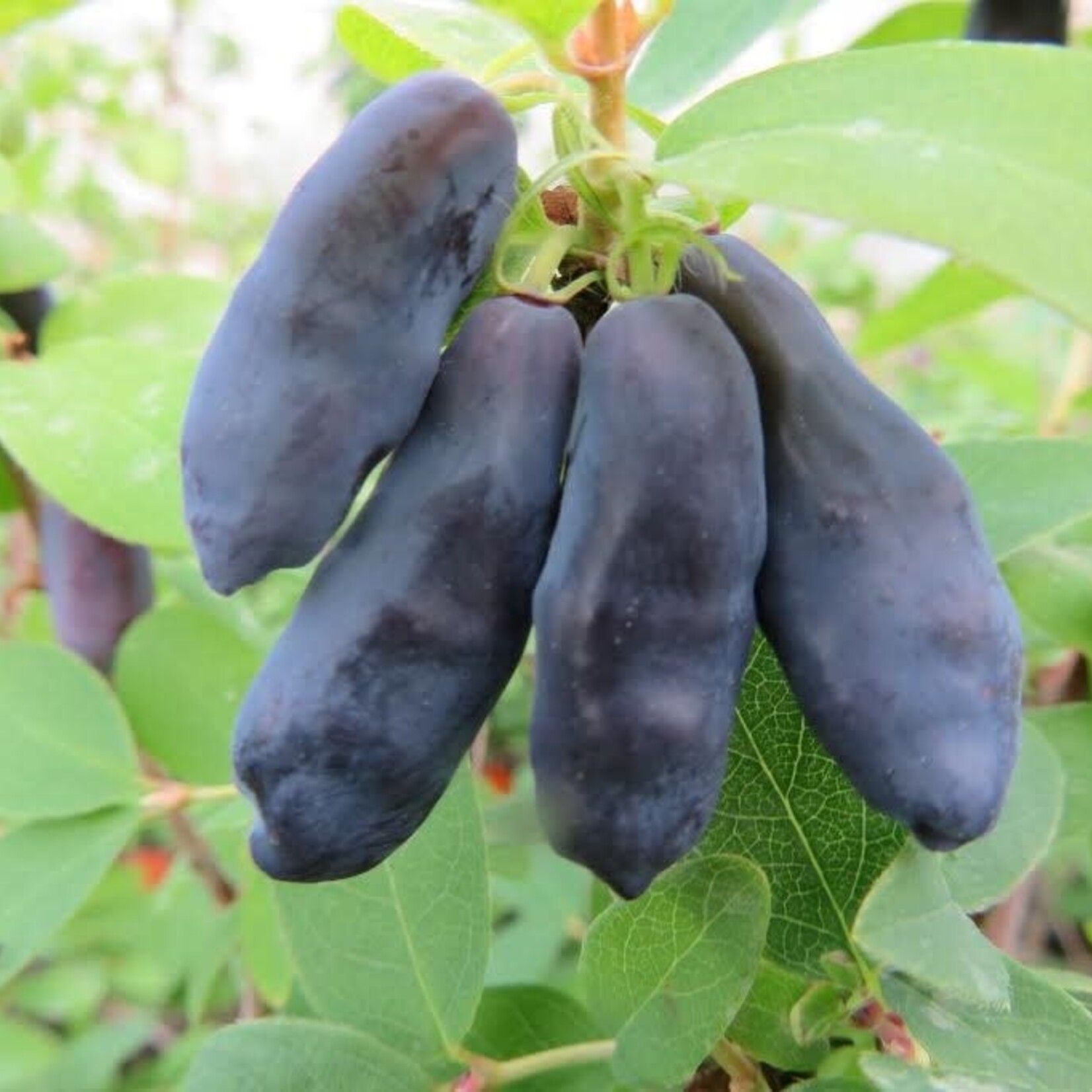 Honeyberry Blue Banana 1 Gal