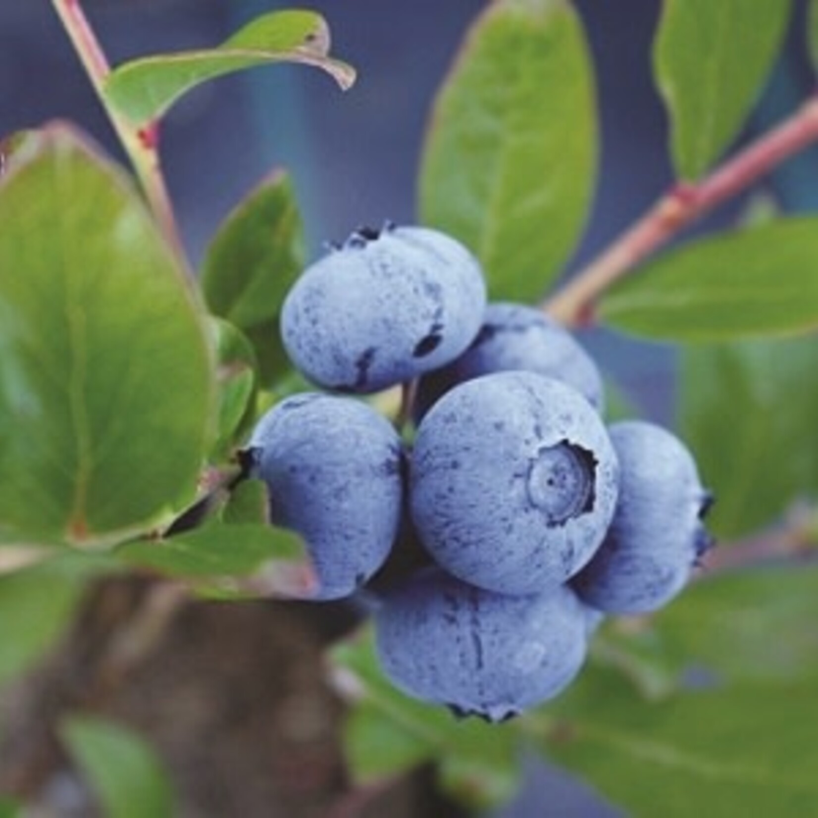 Blueberry Chippewa 1 Gal