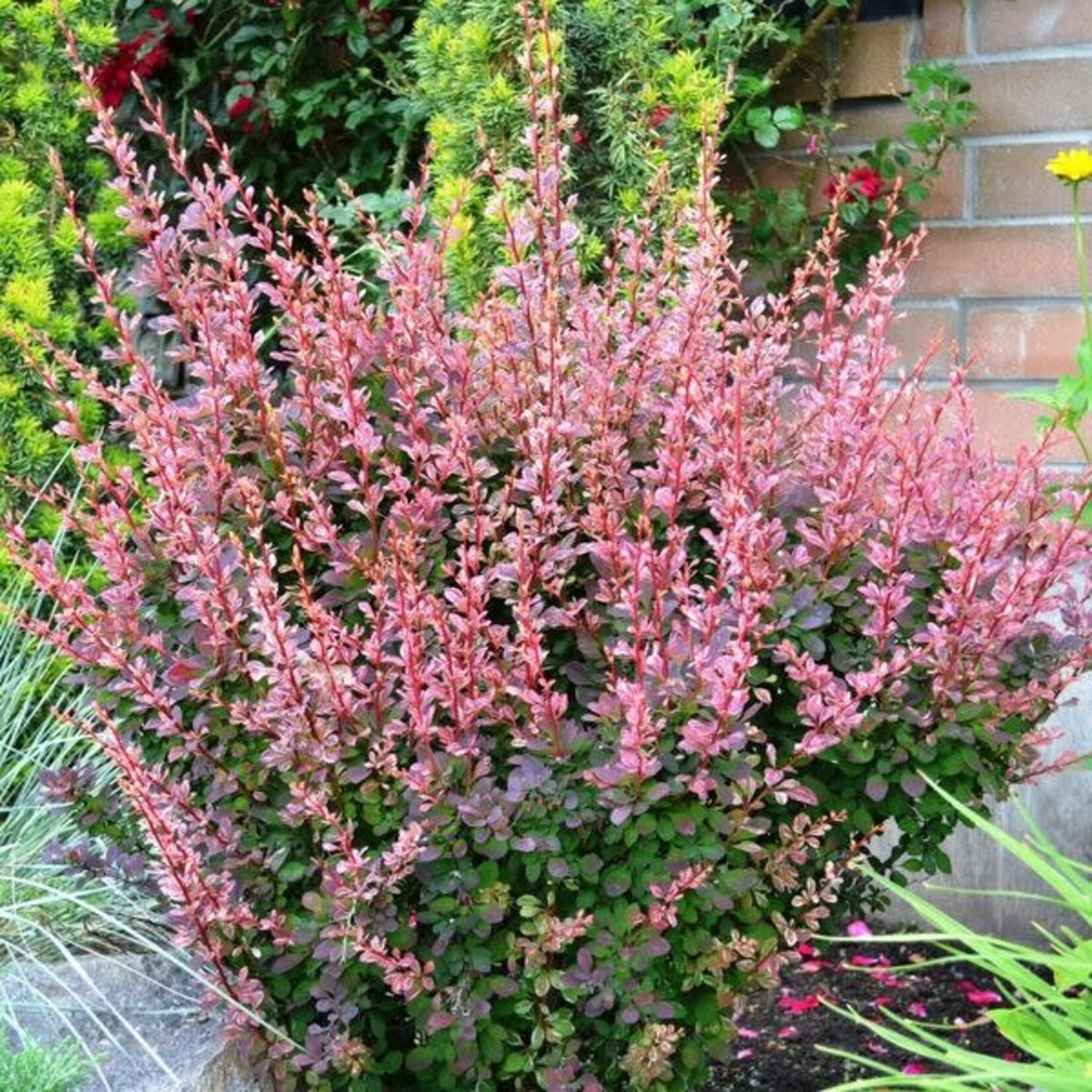 Barberry Rose Glow 2Gal