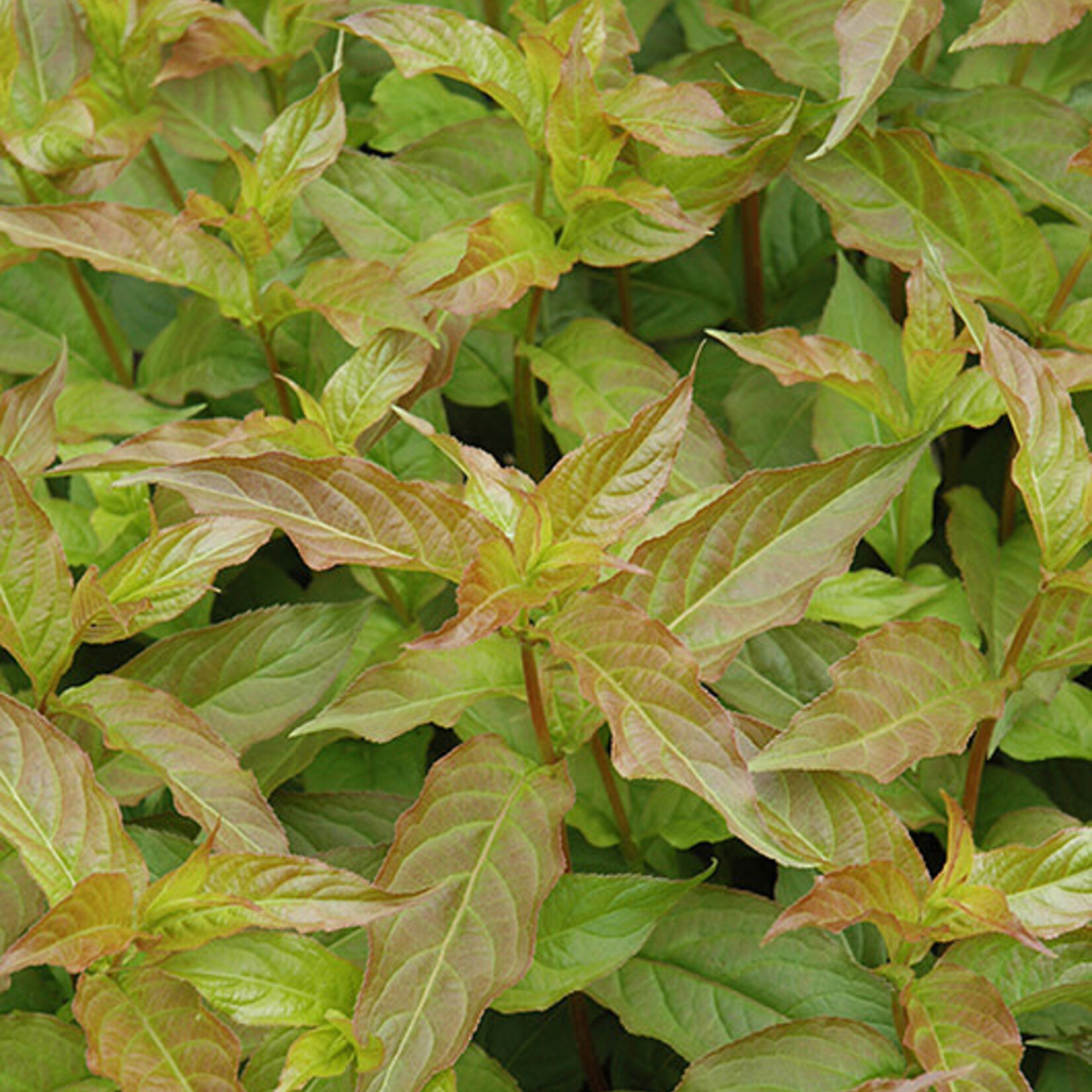 Diervilla (Honeysuckle) Dwarf Bush Copper 2 Gal