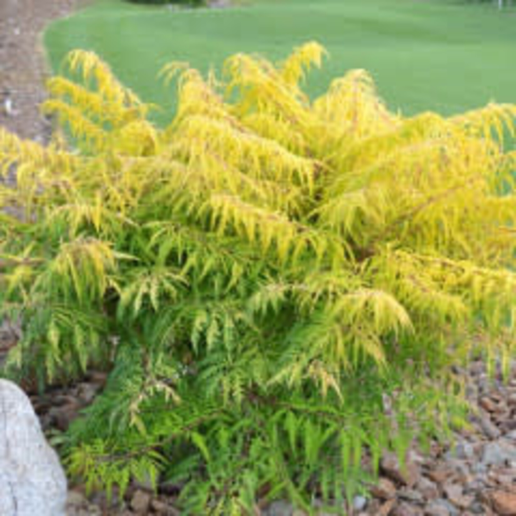 Sumac Tiger Eyes 5 gal