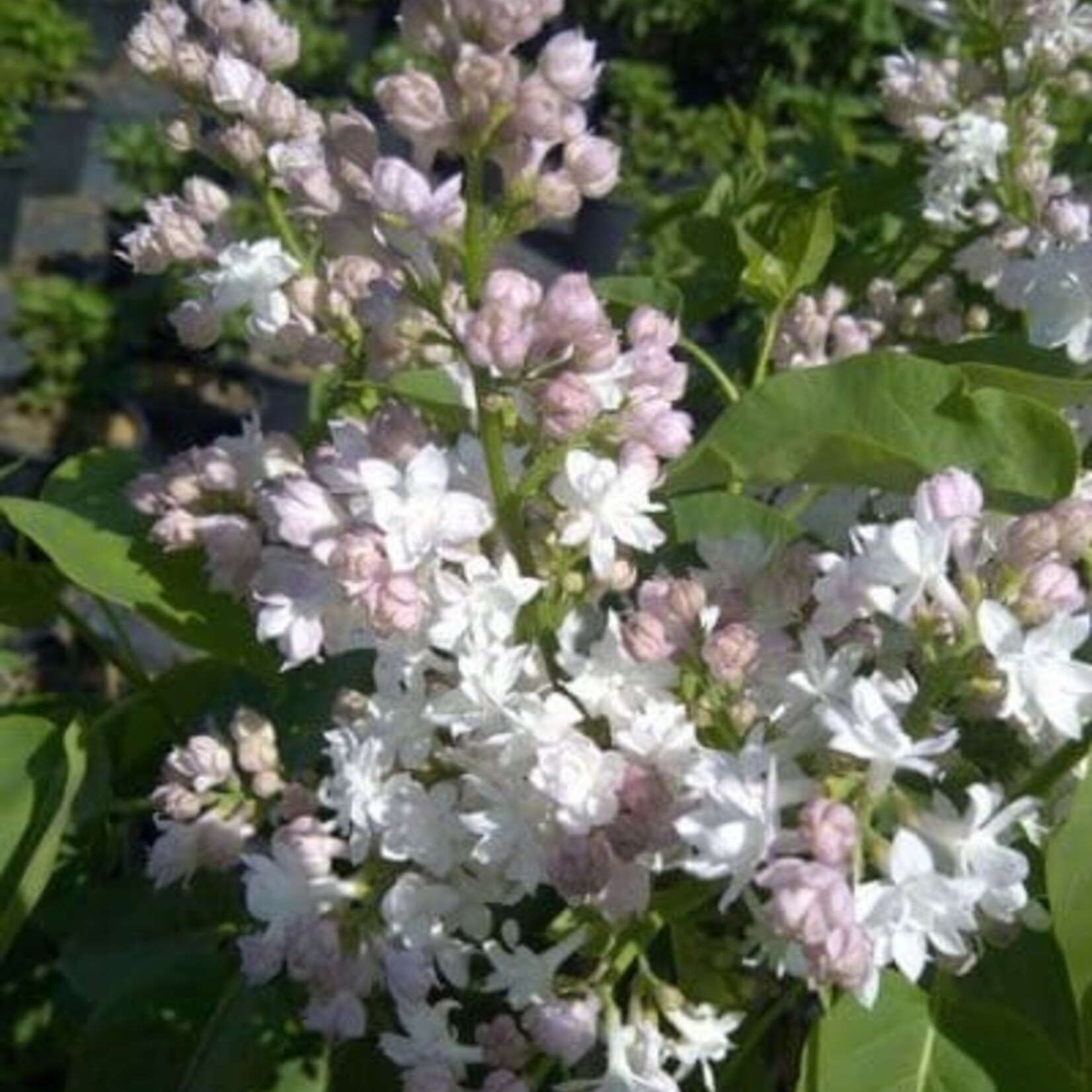 Lilac French Beauty of Moscow 2 Gal