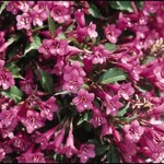 Weigela Rumba