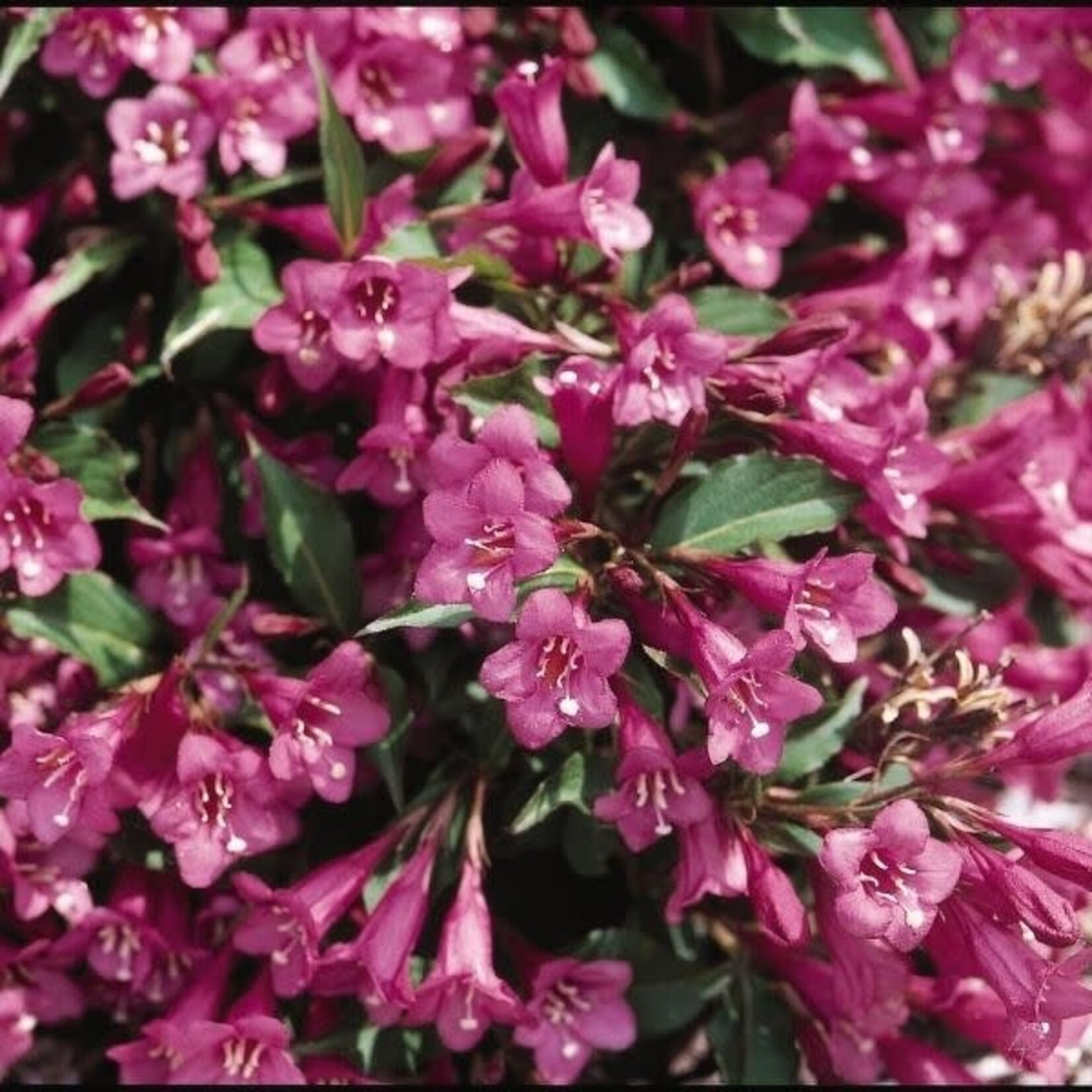 Weigela Rumba 1 gal