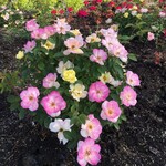 Rose Peach Lemonade
