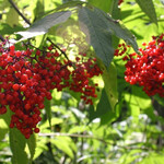 European Red Elder