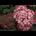 Hydrangea Invincibelle Ruby PW