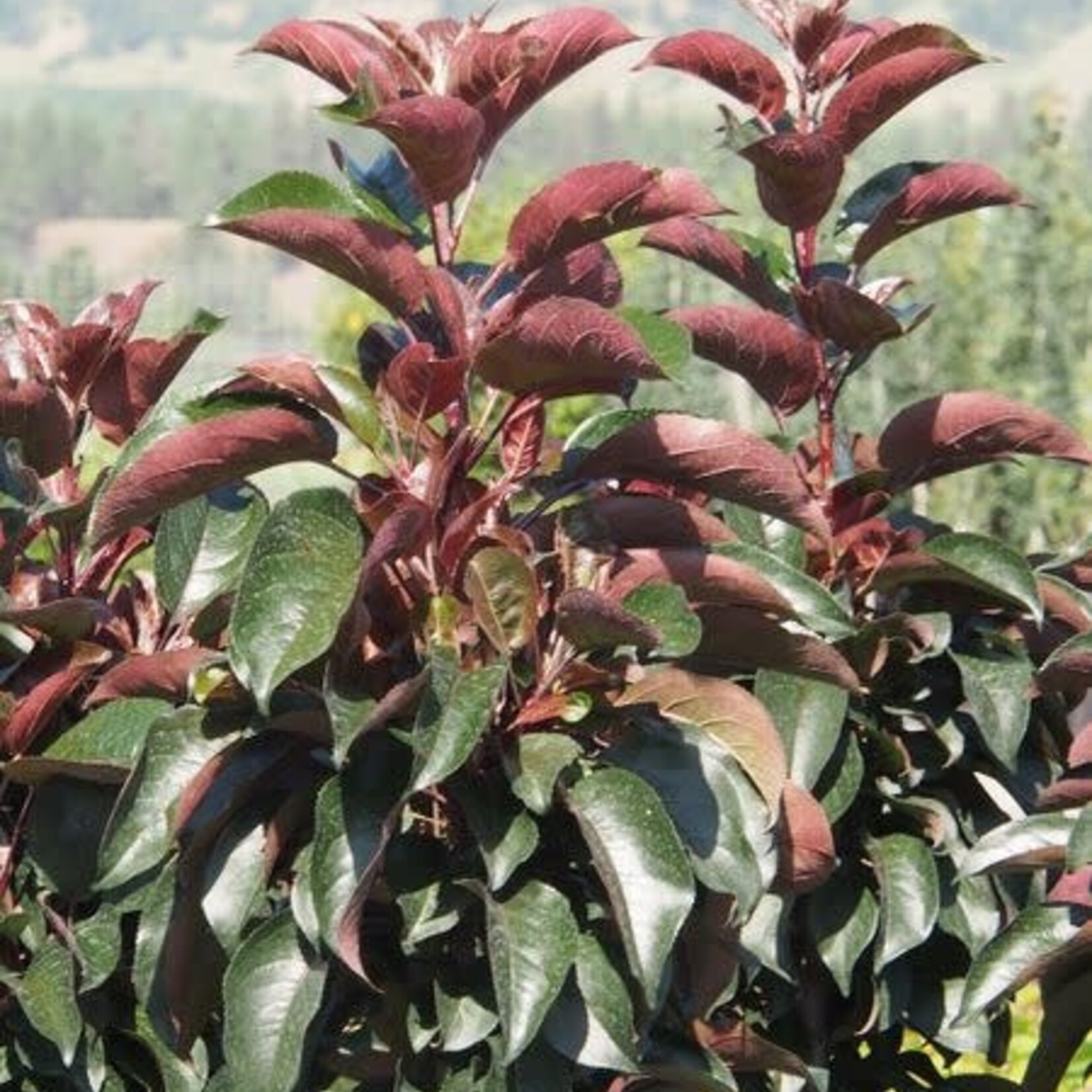 Crabapple Ornamental Midnite Spire Rosybloom 5 Gal
