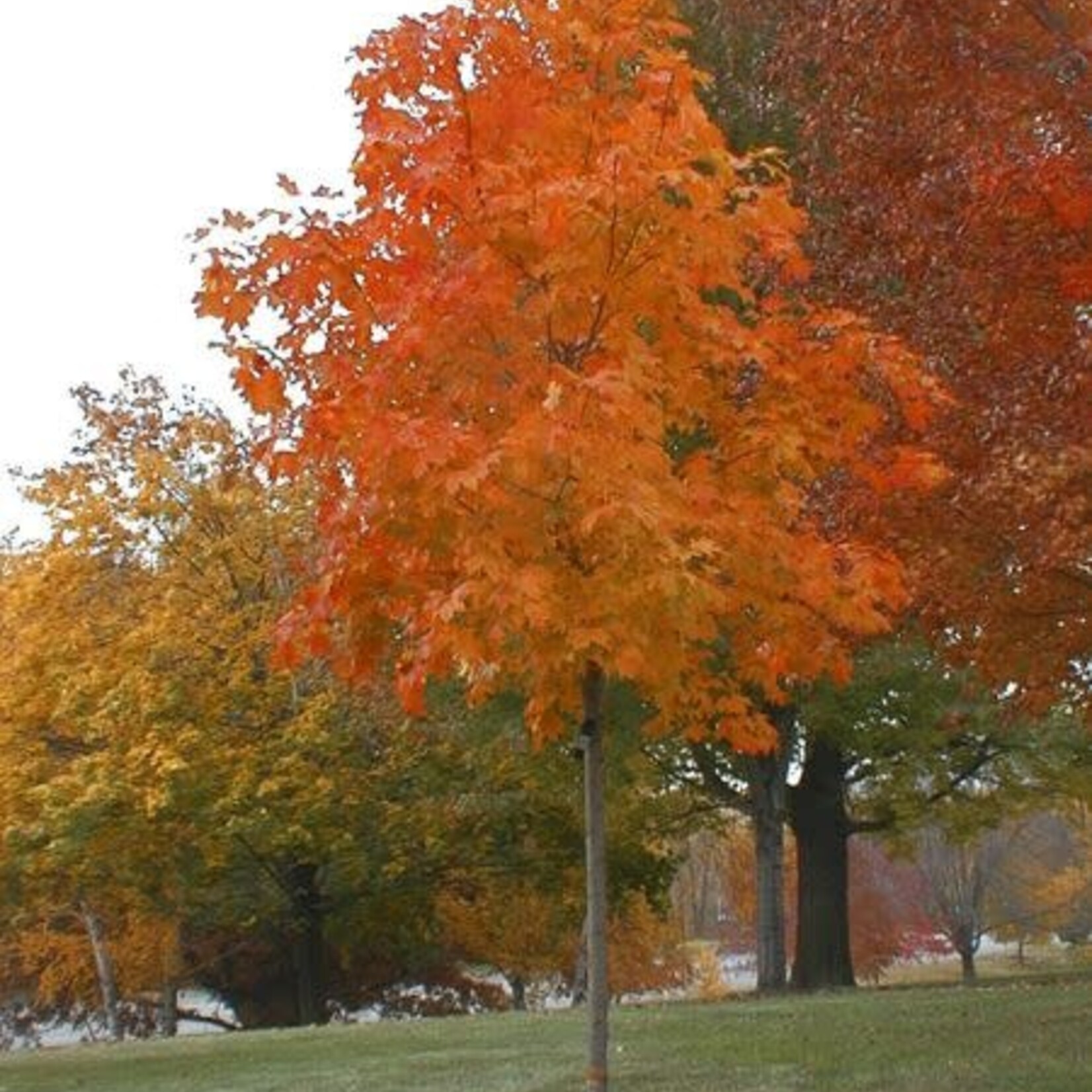 Sugar Maple Fall Fiesta