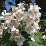 Northern Catalpa 10gal