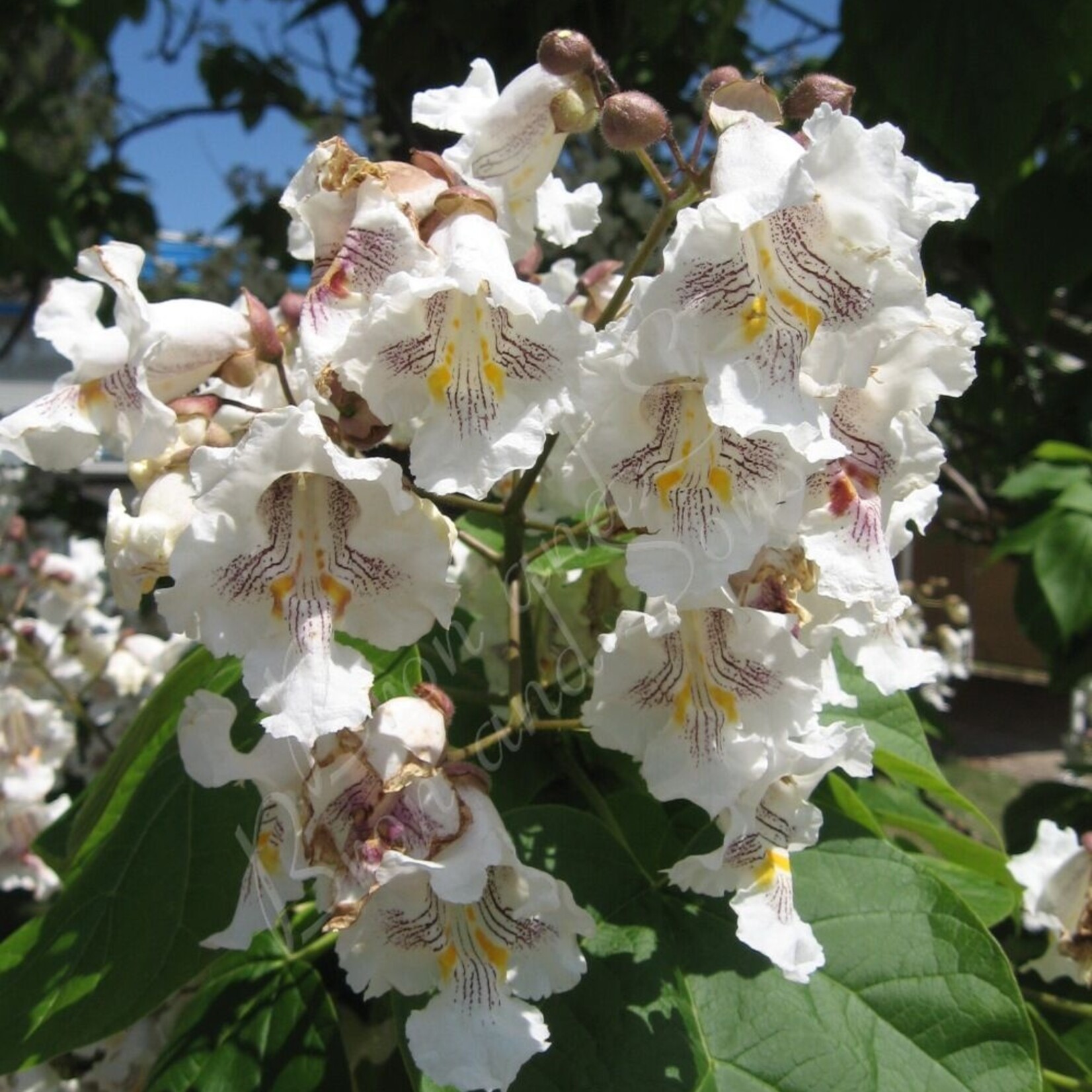 Northern Catalpa 10gal