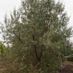 Russian Olive