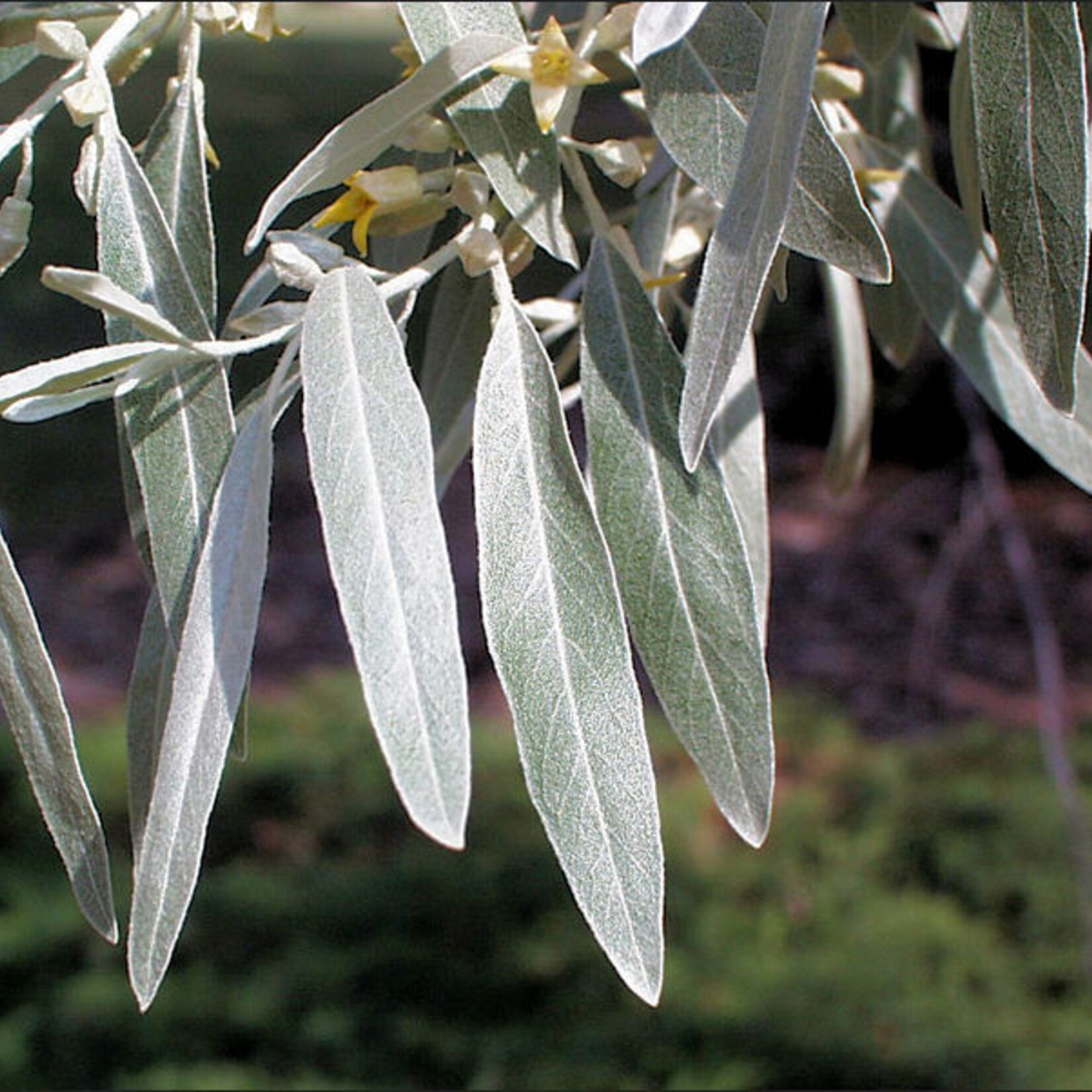 Russian Olive 10gal