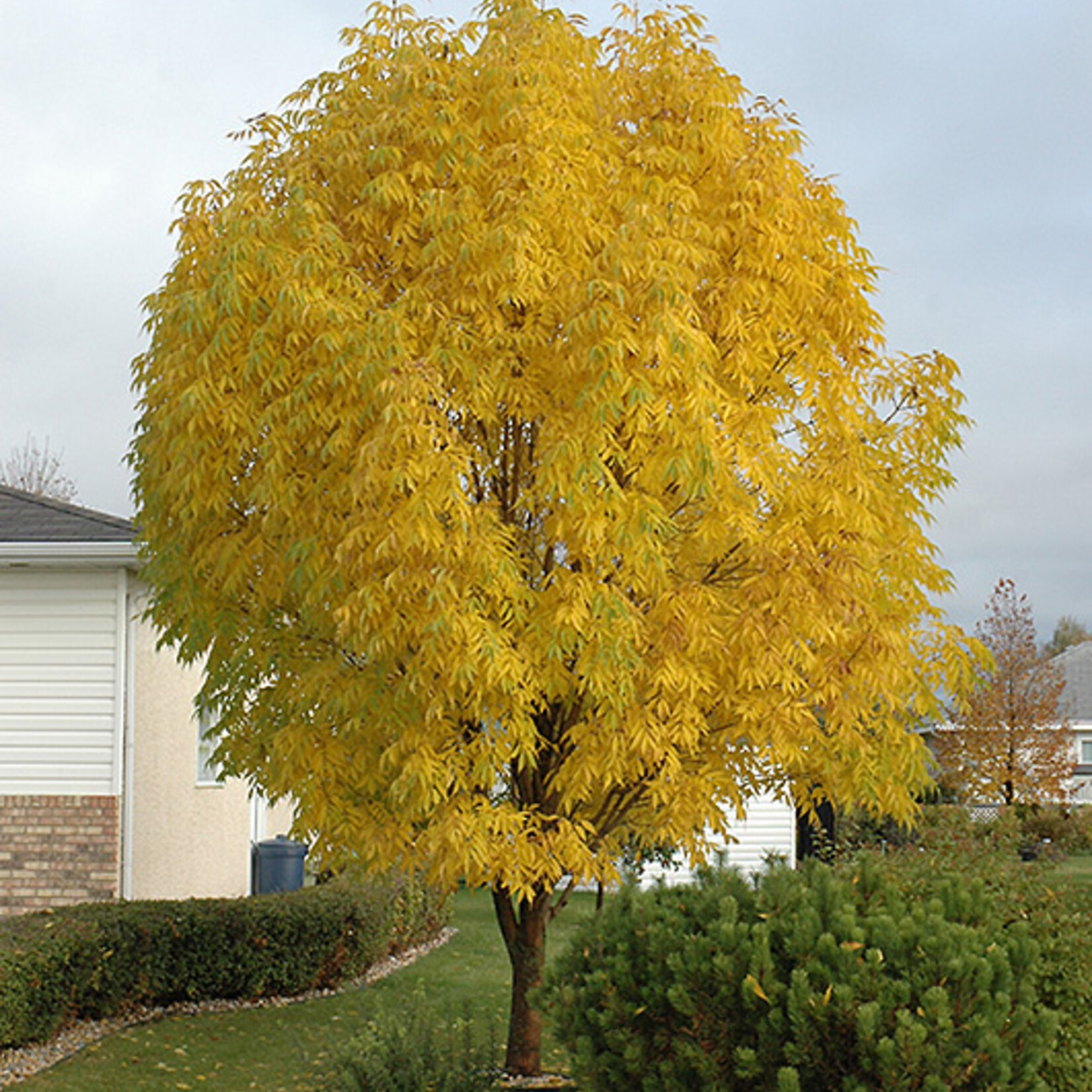 Mancana Ash