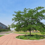Honeylocust Northern Acclaim