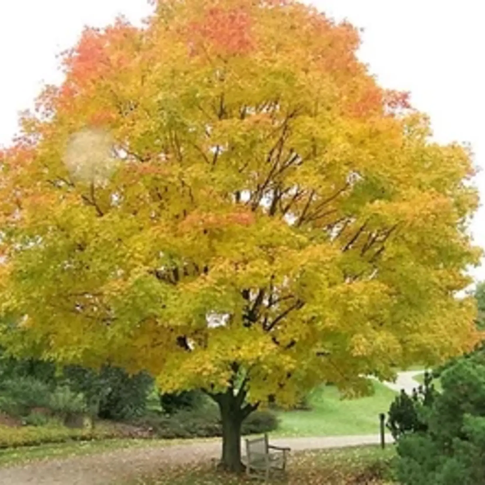 Honeylocust Northern Acclaim 10gal