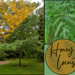 Honeylocust Trees