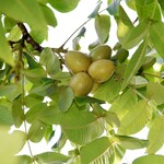 "Nut" Trees