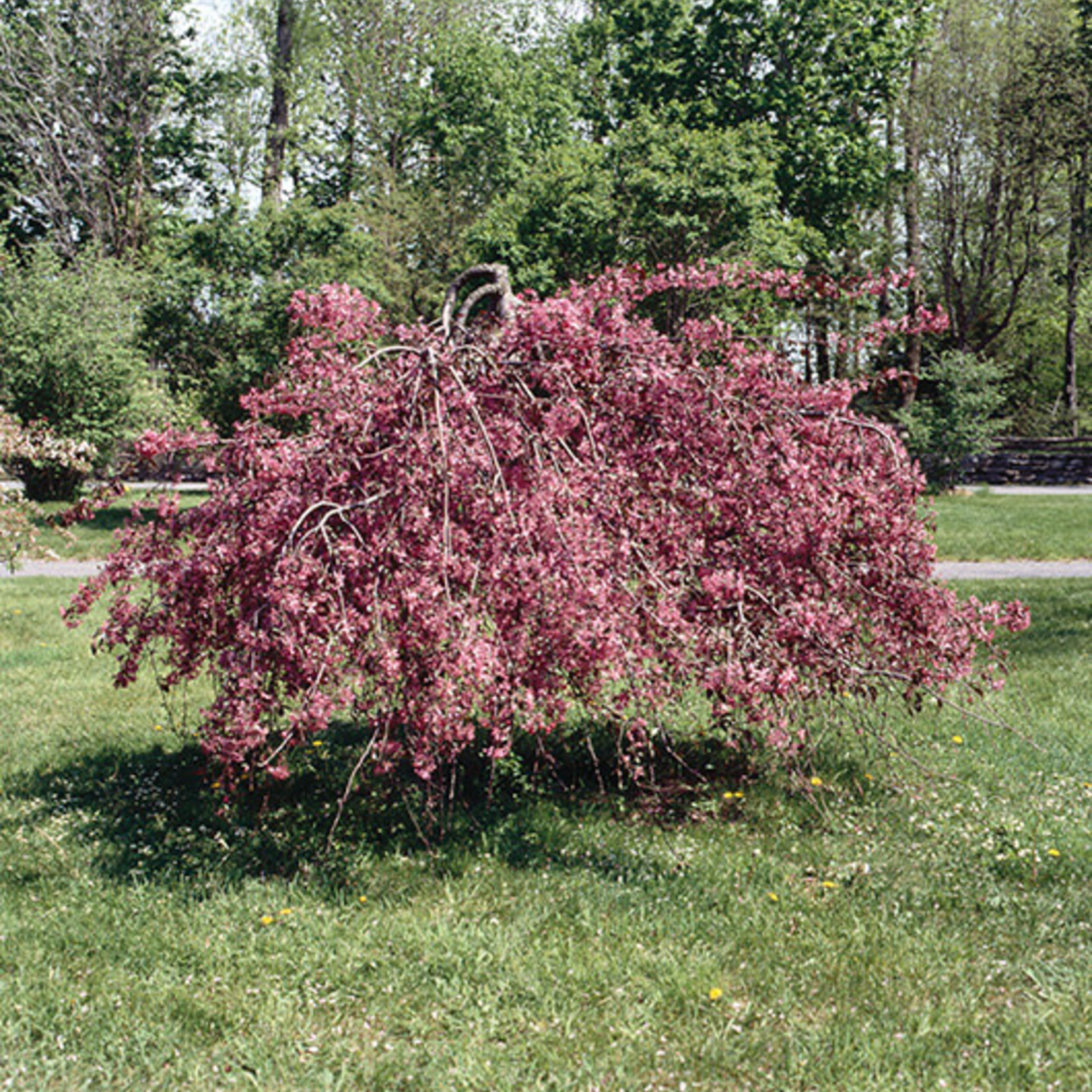 Crabapple Ornamental Royal Beauty Weeping 10gal