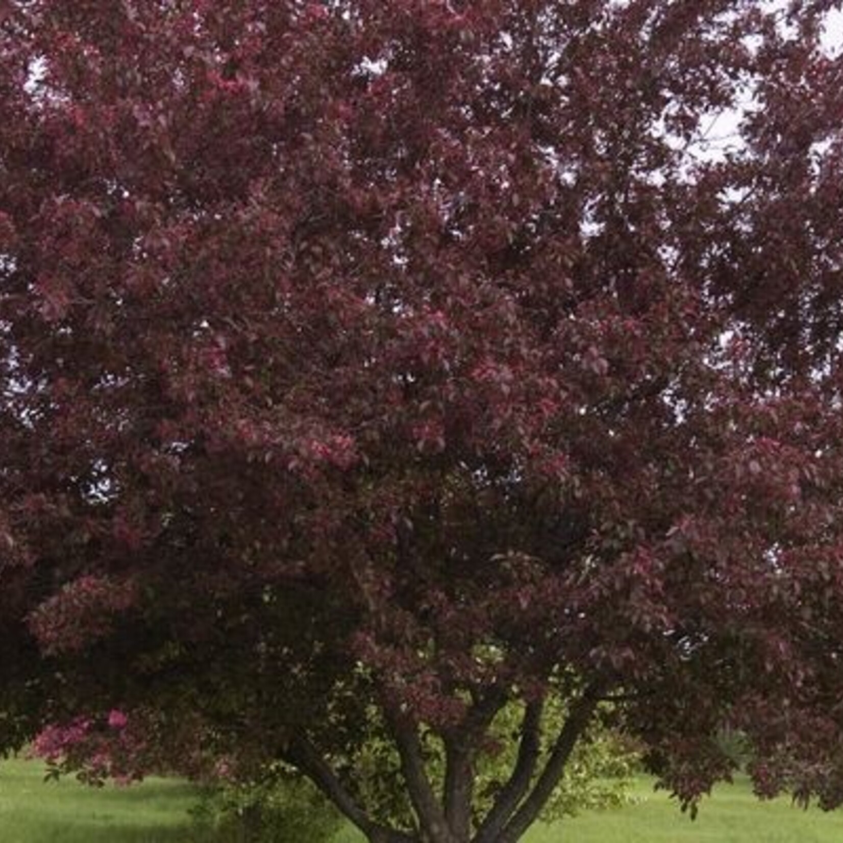 Crabapple Ornamental Royalty