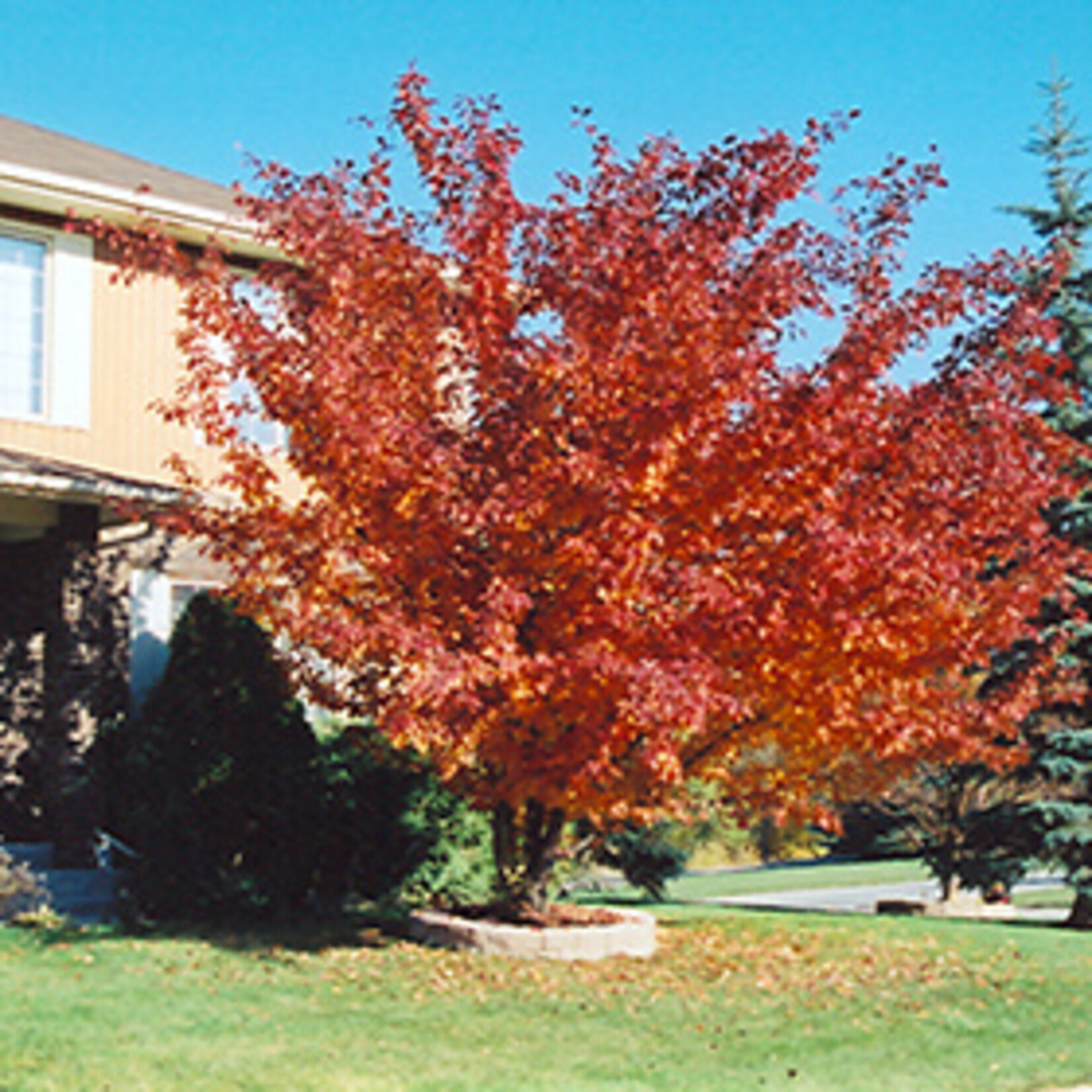 Crabapple Ornamental Royalty